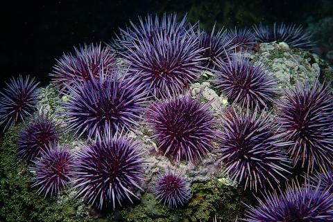 Purple echinoderms