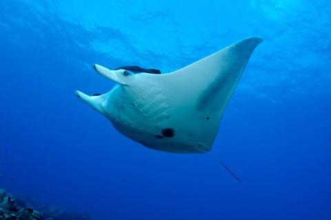 manta ray