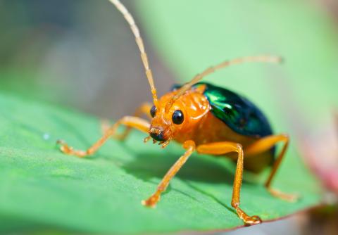 Bombardier Beetle