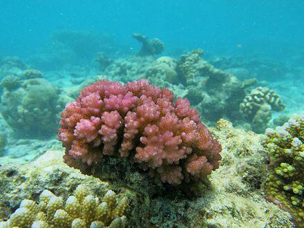 Cauliflower Coral