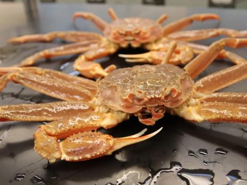 Bering Sea Snow Crab