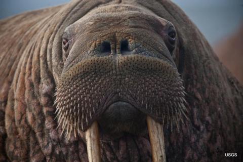 Walrus