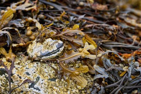 kelp shellfish