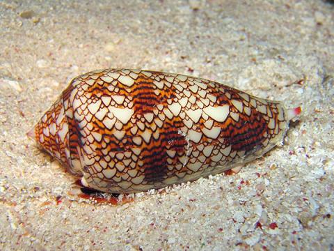 cone