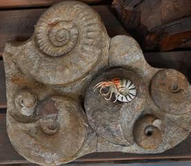 Gregg Nautiloid fossil with model