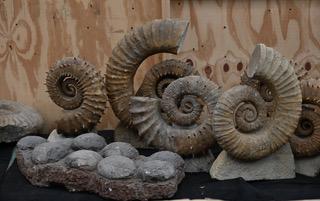 Gregg cephalopod fossil