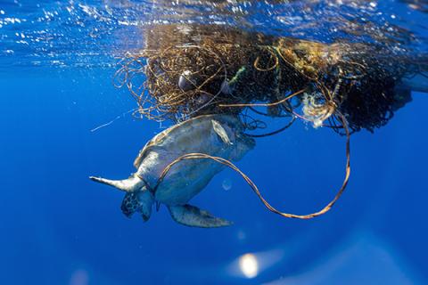 Sea Turtle caught in net