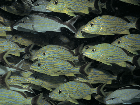 School of fish