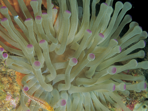 Polyps with purple tips