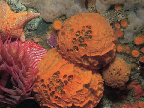 Closeup of orange sponge