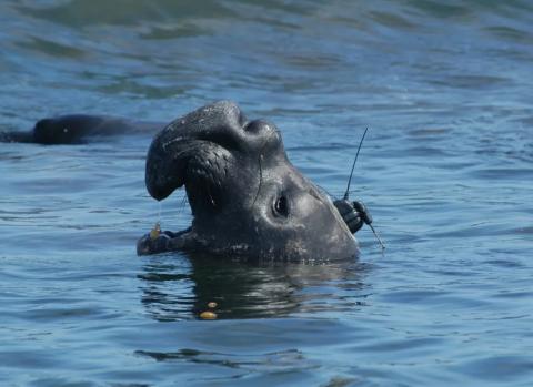 Male elephant seal swimming