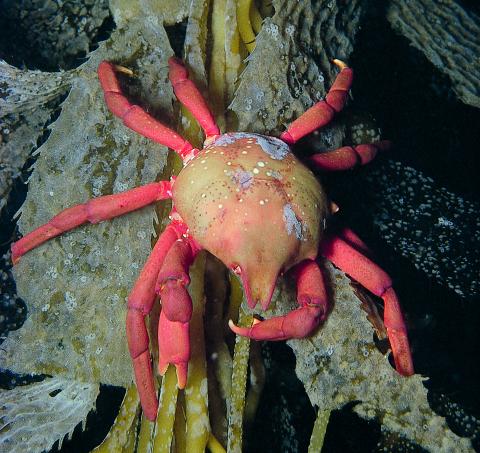 Kelp Crab