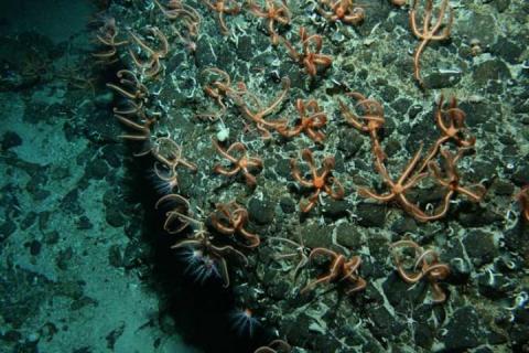 Brittle Star City