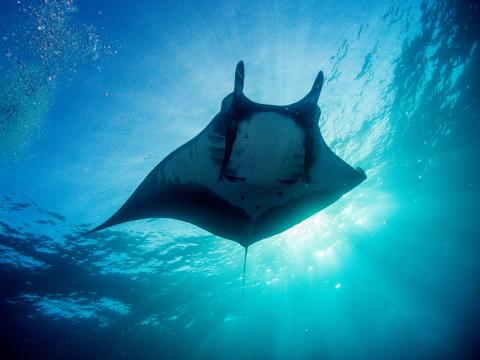 Manta ray