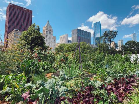 Urban Farming