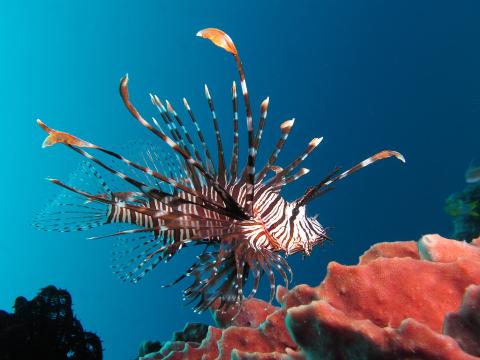 red lion fish