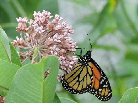monarch-on-milkweed