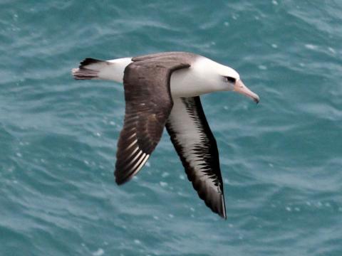 Getting Hooked on Protecting the Albatross