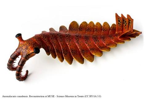 Anomalocaris | Shape of Life