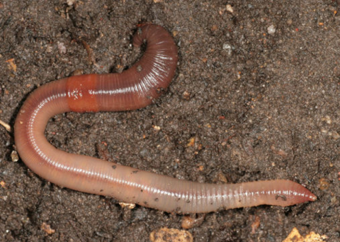 The Industrious Earthworm
