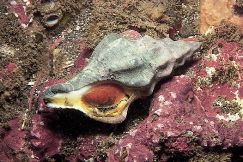 Shell shocked - Science blog