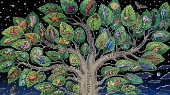 Cambrian Explosion | Shape of Life