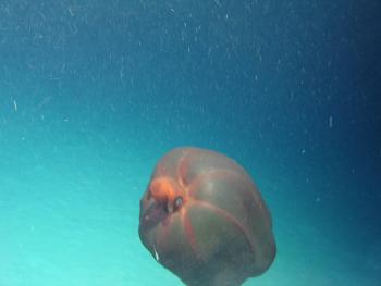 pelagic octopus Stauroteuthis syrtensis