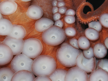 Closeup of suckers from tentacle of octopus