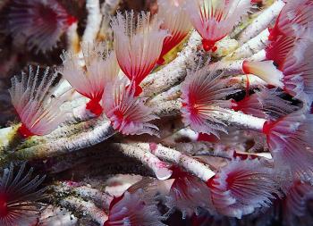 Pink and white annelids