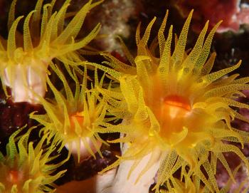 Yellow anenome