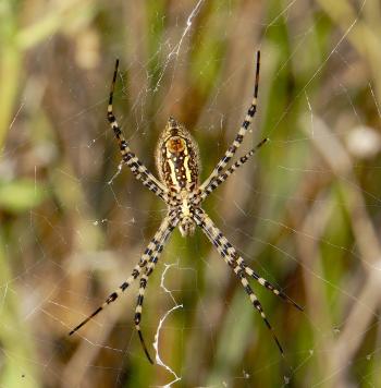 Yellow and black spider in web