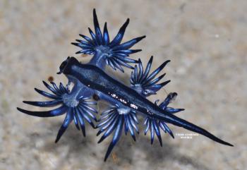 Glaucus
