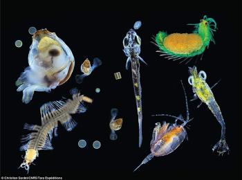 Plankton Specifies Diversity