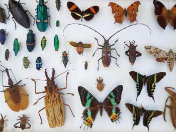 Biodiversity of arthropods from Frost Museum