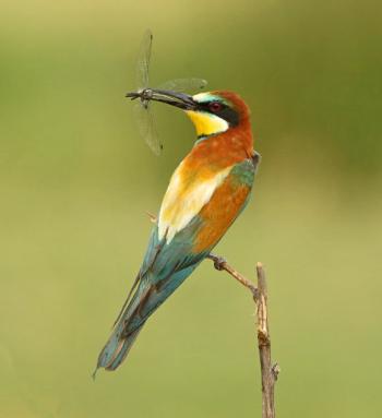 Bird eating insect