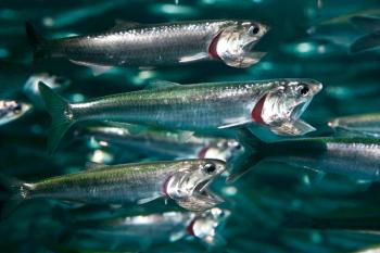 northern anchovies