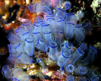 Bluebell_tunicates_Nick_Hobgood