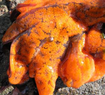 A Botryllus schlosseri colony with orange zooids from San Francisco Bay. Andrew N. Cohen