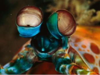 Mantis Crazy Eyes