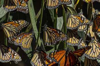Monarch Butterflies