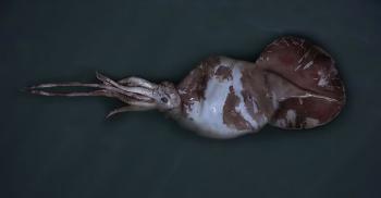 colossal-squid-
