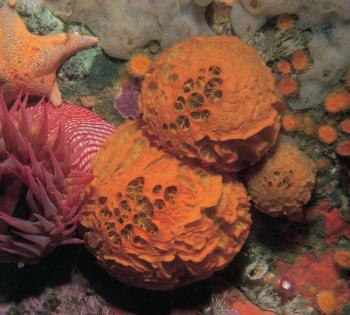 Sea Sponges: Pharmacies of the Sea