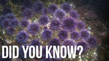 Purple sea urchins