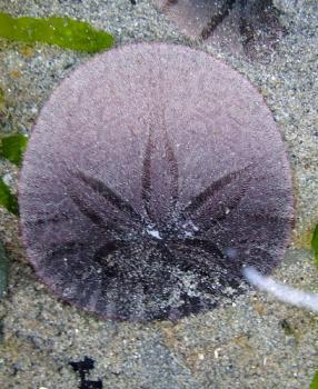 Everything You Need to Know About the Sand Dollar » Sand Dollar