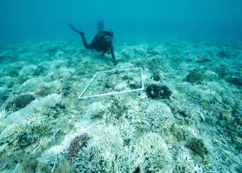 Bleached Coral with Diver