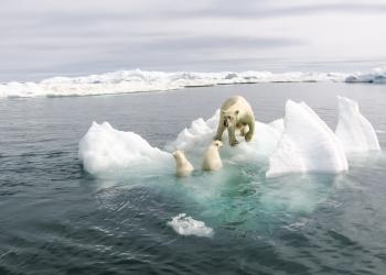 Polar bear on melting ice