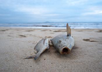 Dead fish on beach