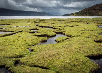 Wetlands on cloudy day