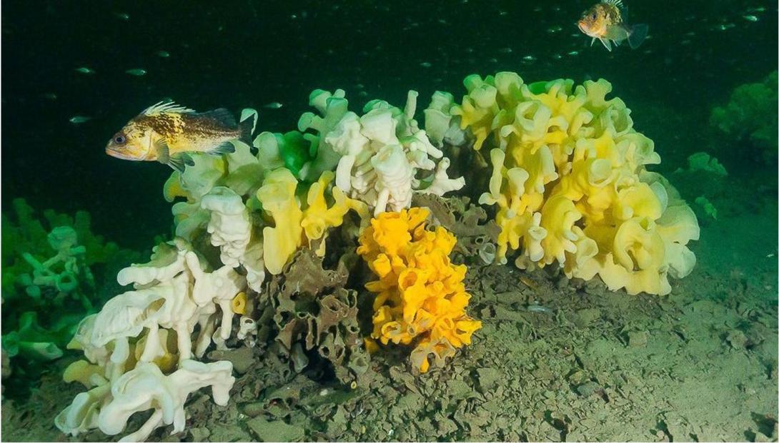 Sponge Climate Change