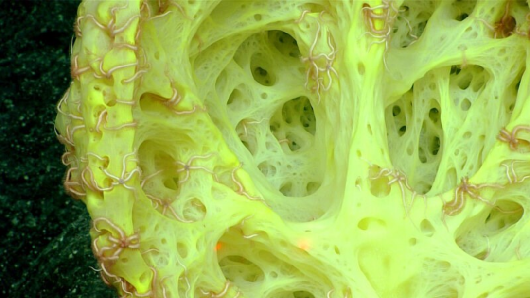 yellow glass sponge